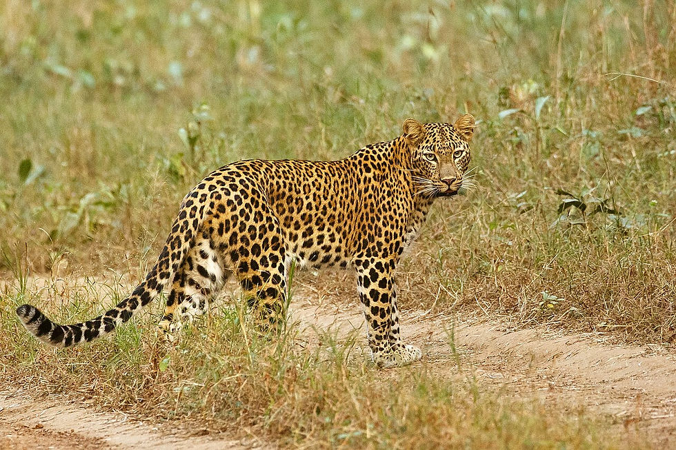 Leopard standing on a dirt path in dry grassland, looking alertly toward the camera.