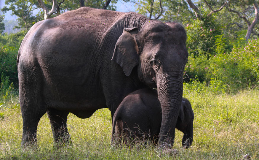 African elephant mother protecting her small calf in the green bushes of Kabini