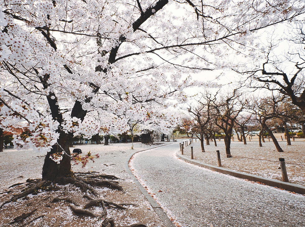 Pathway lined with blossoming cherry trees in a park. White petals carpet the ground, creating a serene and peaceful atmosphere.