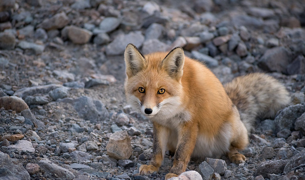 Red fox sitting on rocky ground, staring alertly at the camera.