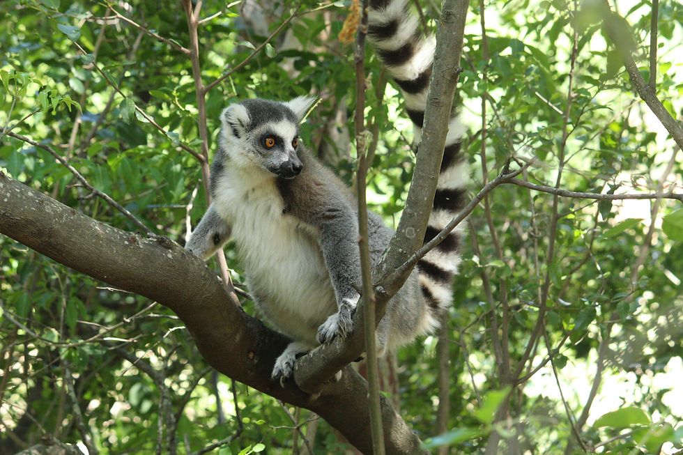 Madagascar wildlife — lemur in natural forest habitat, Madagascar