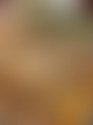 Tortilla mit Hähnchen