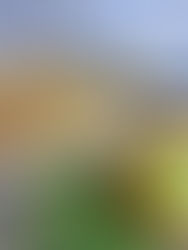 KOHLROULADEN MIT HACKFLEISCH