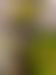 Gebratener Rosenkohl mit Parmesan