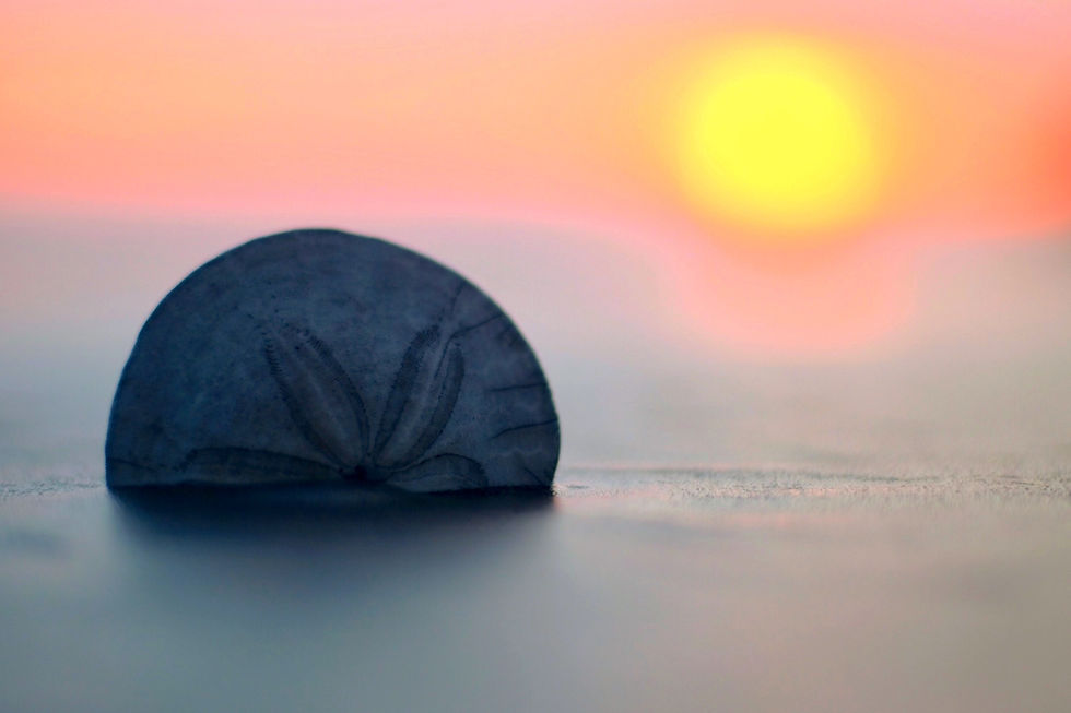 The sand dollar, a creature that withstands the constant ebb and flow of the tides, symbolizes resilience and the beauty that emerges from surviving challenges.