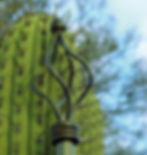 cactus_edited.jpg