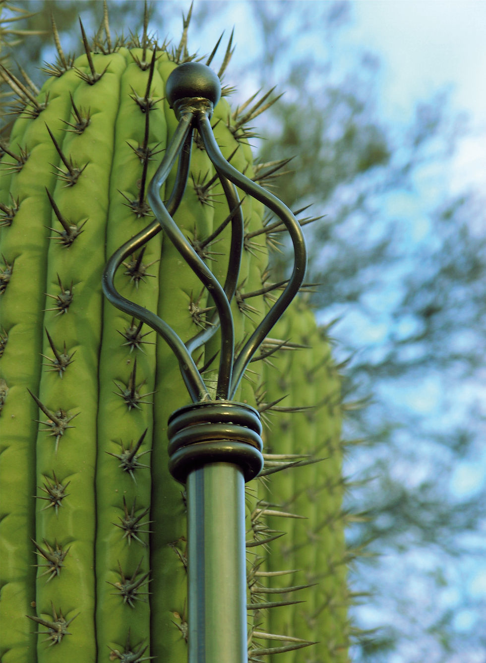 cactus.jpg