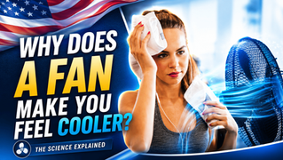 Why Does a Fan Make You Feel Cooler?