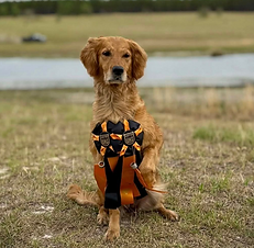 Bree passed both of the HRC Seasoned Tests this weekend at the Backwoods HRC in Cheraw, SC.
Congratulations to Kenny Rose,owner and handler.
Turbo’s Shoot’N da Breeze (Bree) is out of the Mia and AFC Emberain Rugby litter.