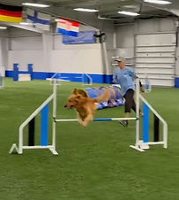 Mary Yenter and her two Turbo dogs, Rocky and Rusty. It’s always fun to watch them.
Rusty is out of Cabo and Baker and Rocky is out of Rosie and Stanley Steamer.
I believe Rusty has a MACH 4 now.
Congratulations, Mary, on all your success.