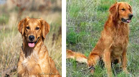 March 7, 2022 - Rosie had six little girls and four little boys.    "