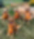 Everyone has been asking about Little Cherry Marie who is recovering from a toxin exposure and still alive. In fact, last weekend, Team Turbo ran the Backwater Retriever Clubs hunt test in Albion Indiana. Little Cherry Marie ran the Junior Hunt test and Cherry got her first ribbon ever at almost 10 months now.
Also pictured in the back row is the old and reliable A team, L-R Lilly Marie, Scarlet Marie and Jesse Marie.