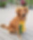 I would like to congratulate Karen Wagner on Sizzle’s successful debut in the Open Obedience ring. She scored 189.5 for third place.
Sizzle, Turbo Life of the Party CD RM RAE BCAT, is out of our Baker and Cabo litter.