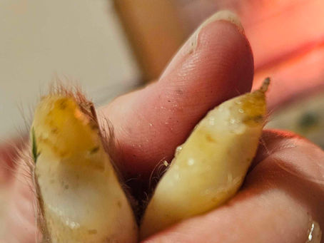 Newborn hooves
