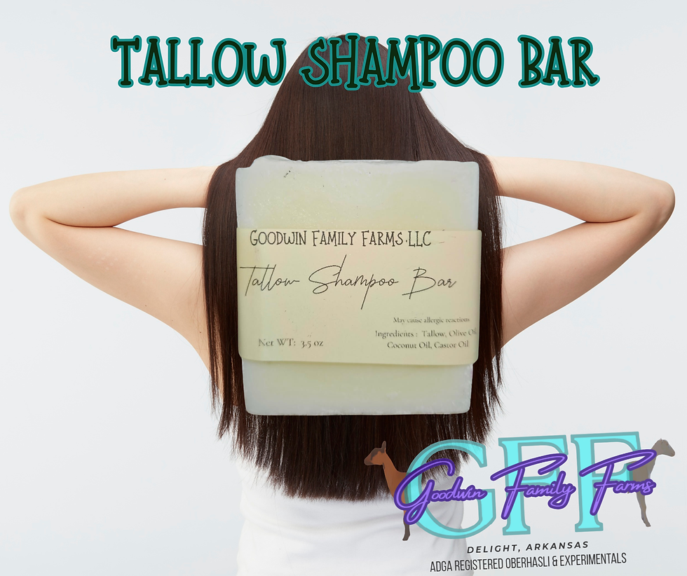 tallow shampoo bar