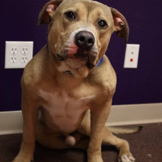 LEO- AT RISK FOR EUTHANASIA