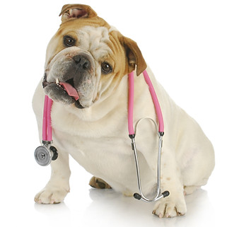 veterinary care - english bulldog with stethoscope around neck on white background.jpg