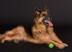 Katzenporträt Studio Münster