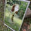 Thumbnail: SOLD*** Rosalind Vintage mirror