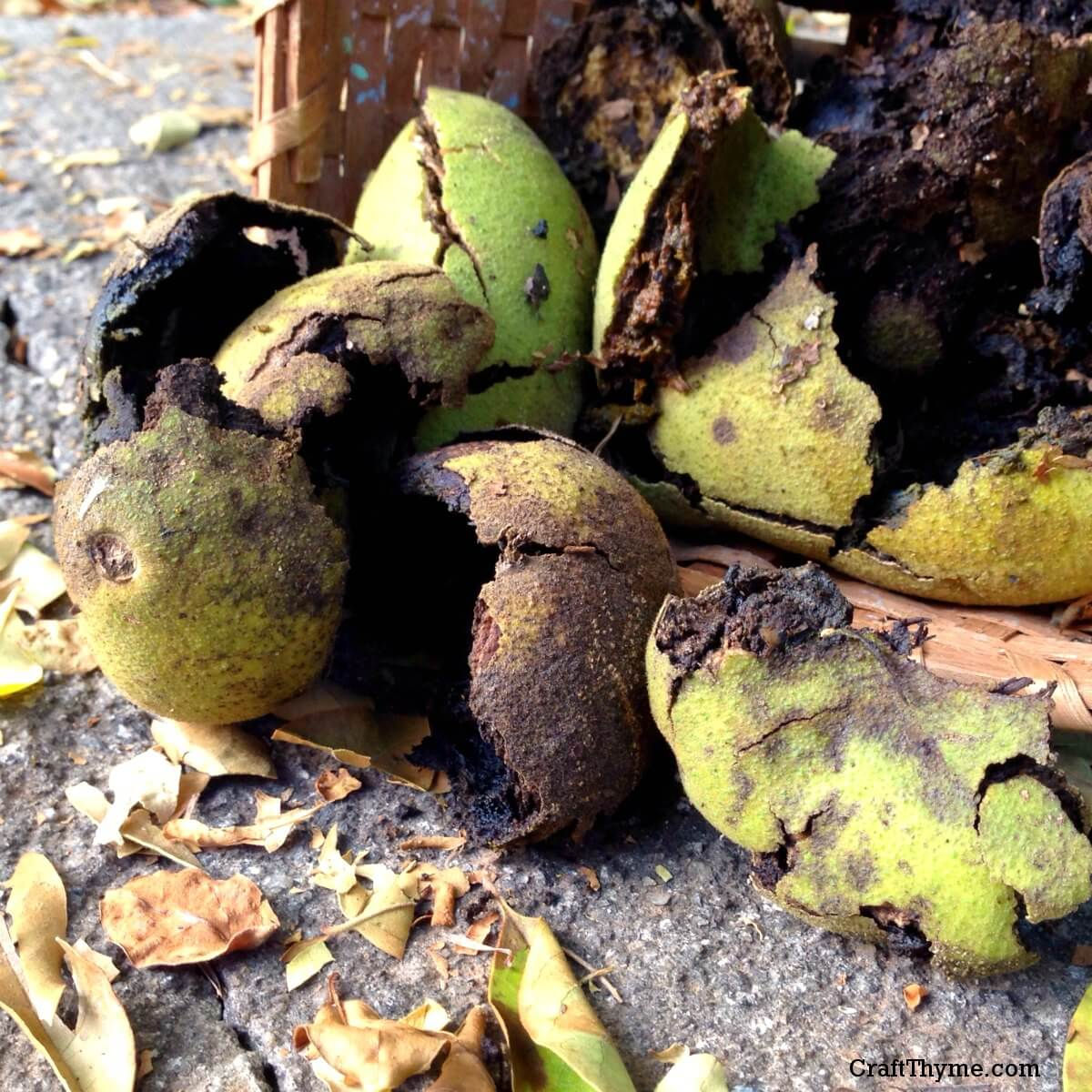 Fungus Fighter Tincture