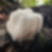 White, shaggy mushroom on a log in a forest setting. Dappled sunlight filters through green leaves, creating a tranquil, natural atmosphere.