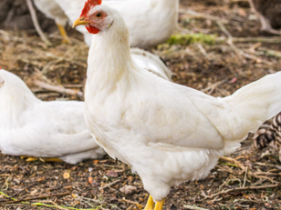 Mushrooms vs. Mycelium: The Search for Sustainable Poultry Feed