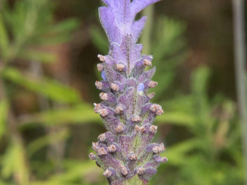 Endophytic Fungi from Lavander Brings Hope for Fighting Superbugs and Cancer