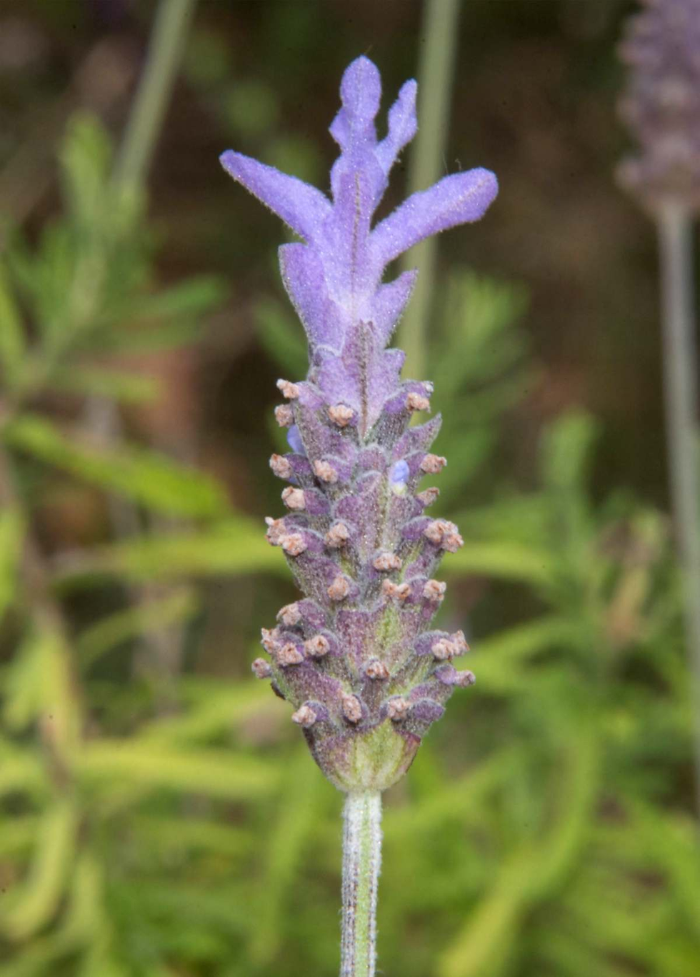Close-up of a lavender flower with purple petals and green stem, set against a blurred green leafy background.