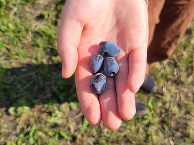 honeyberries in hand