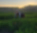 ali farm sunset_edited.jpg