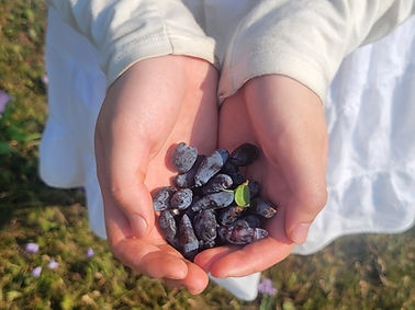 holding berries