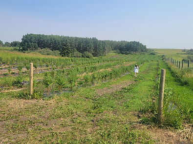 field filled with honeyberry bushes