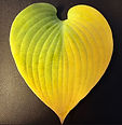 Herberia-HEART-bigger.jpg