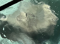 Malediven Rochen.jpeg