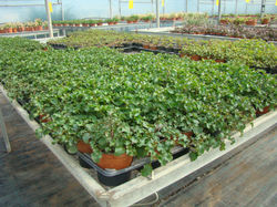 growing alternathera