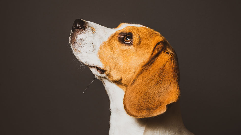 The 33rd Annual Animal Law Conference