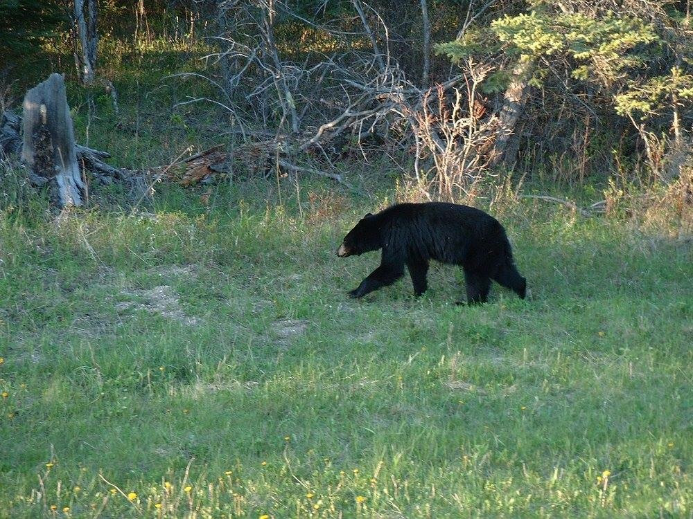 Black Bear riding mountain national park