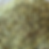Thumbnail: Moringa Hydrosol