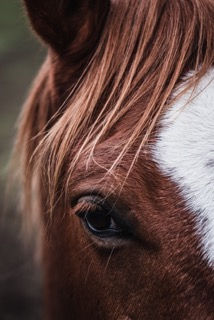 aurelien-faux-J1z2zcvupHk-unsplash.jpeg