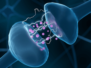 Messengers of the Body: A Breakdown of Major Neurotransmitters