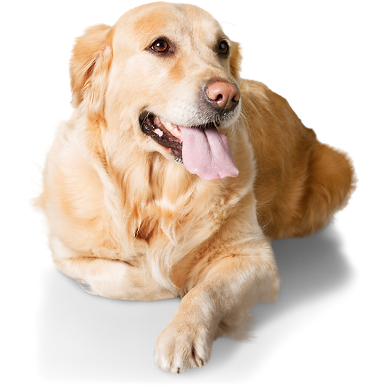 Design sem nome (1).png