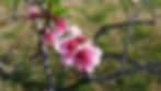 20210404_174637.jpg