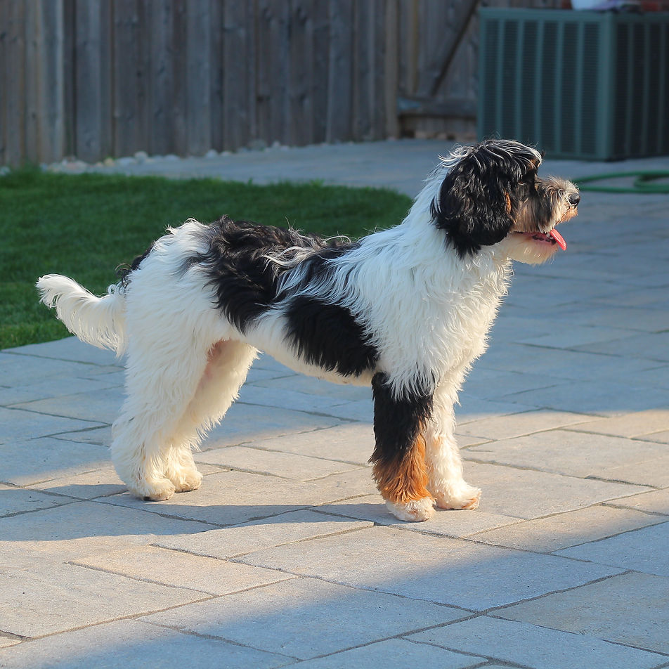 Shiloh - mini multigen black parti phant