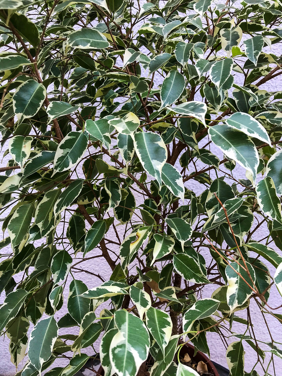Miniatura: Ficus benjamina disciplinado
