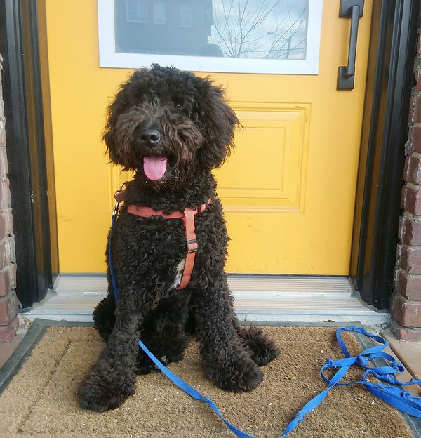 Baggins - mini F1b labradoodle .JPG