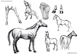 cheval-planche1