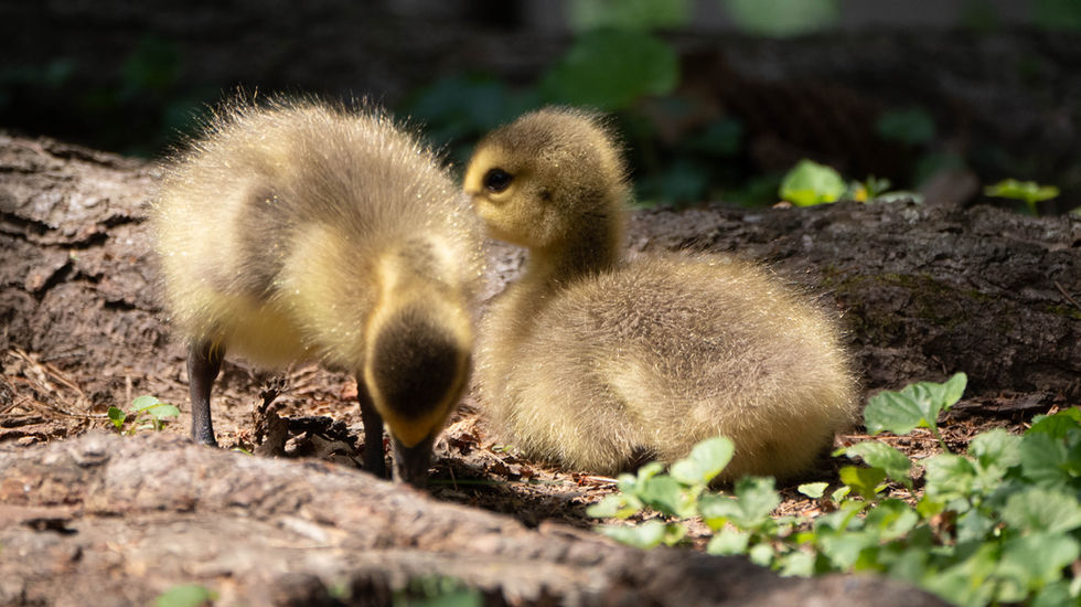 Two ducklings on a forest floor with tree roots and green plants; one sitting, one pecking at the ground, in dappled sunlight and shadow.