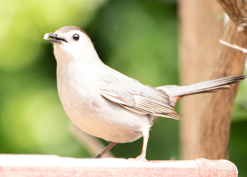Gray Catbird with sleek gray plumage and darker wings perched on a light surface, holding a small object in its beak, with a blurred green background in a backyard setting