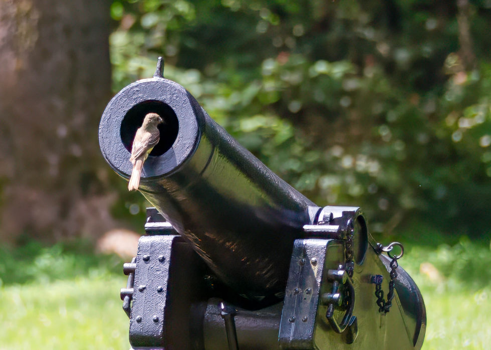 Small bird perched inside the barrel of a large black cannon, with metal base, chains, and bolts visible; green foliage and tree trunk in the background, evoking contrast between nature and historical weaponry.