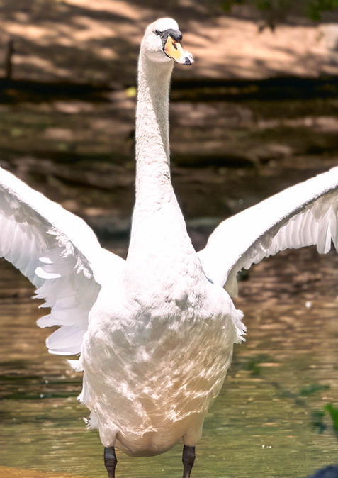 White swan with wings spread photographed by Jean Banzhoff